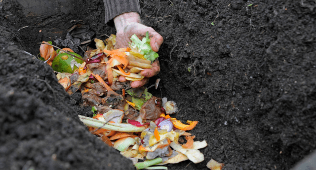 trench composting 